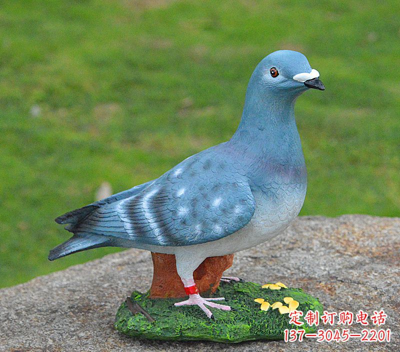 海南和平鸽传承着永恒的爱
