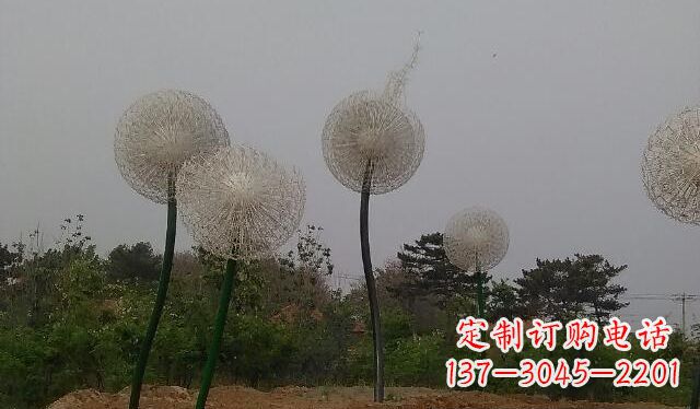 海南蒲公英的绚丽多彩